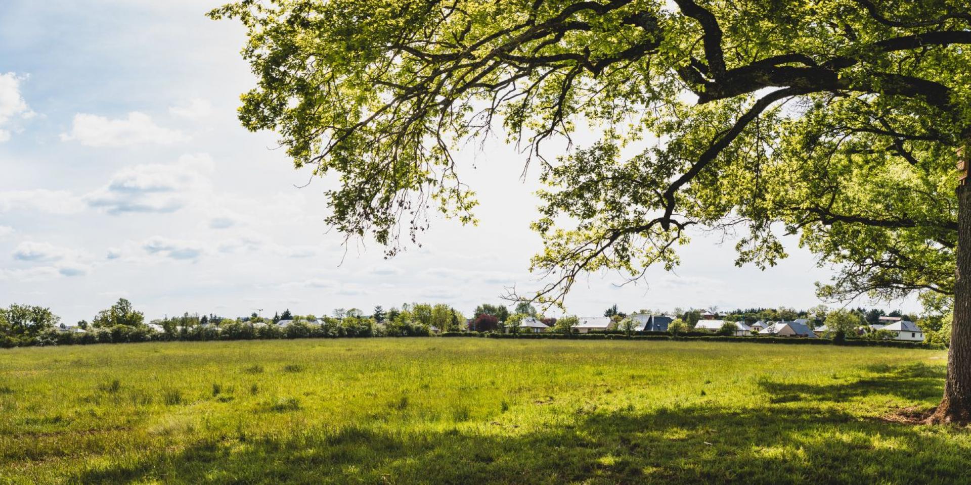 Vue sur la prairie humide Nostre-Seigne et un arbre à Onet-le-Château