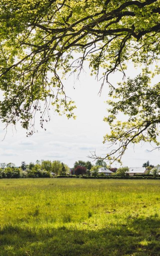 Vue sur la prairie humide Nostre-Seigne et un arbre à Onet-le-Château