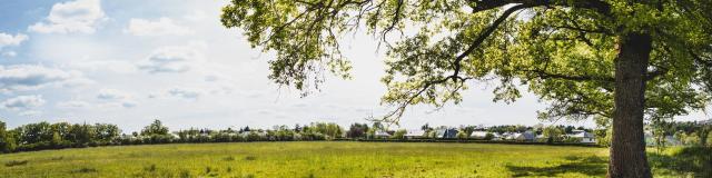 Vue sur la prairie humide Nostre-Seigne et un arbre à Onet-le-Château