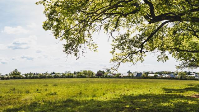 Vue sur la prairie humide Nostre-Seigne et un arbre à Onet-le-Château