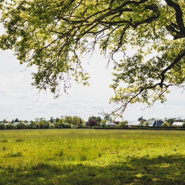 Vue sur la prairie humide Nostre-Seigne et un arbre à Onet-le-Château