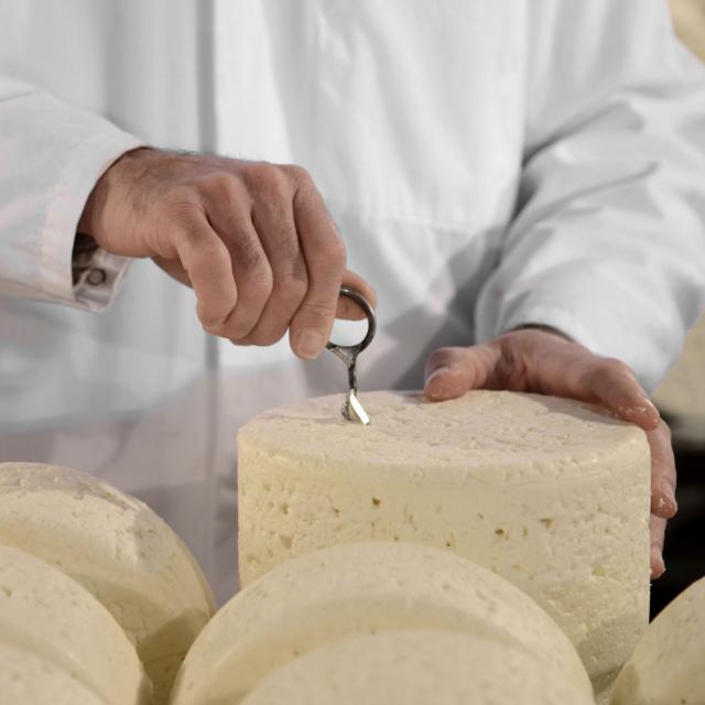 Fromage Roquefort manipulé lors de l'affinage